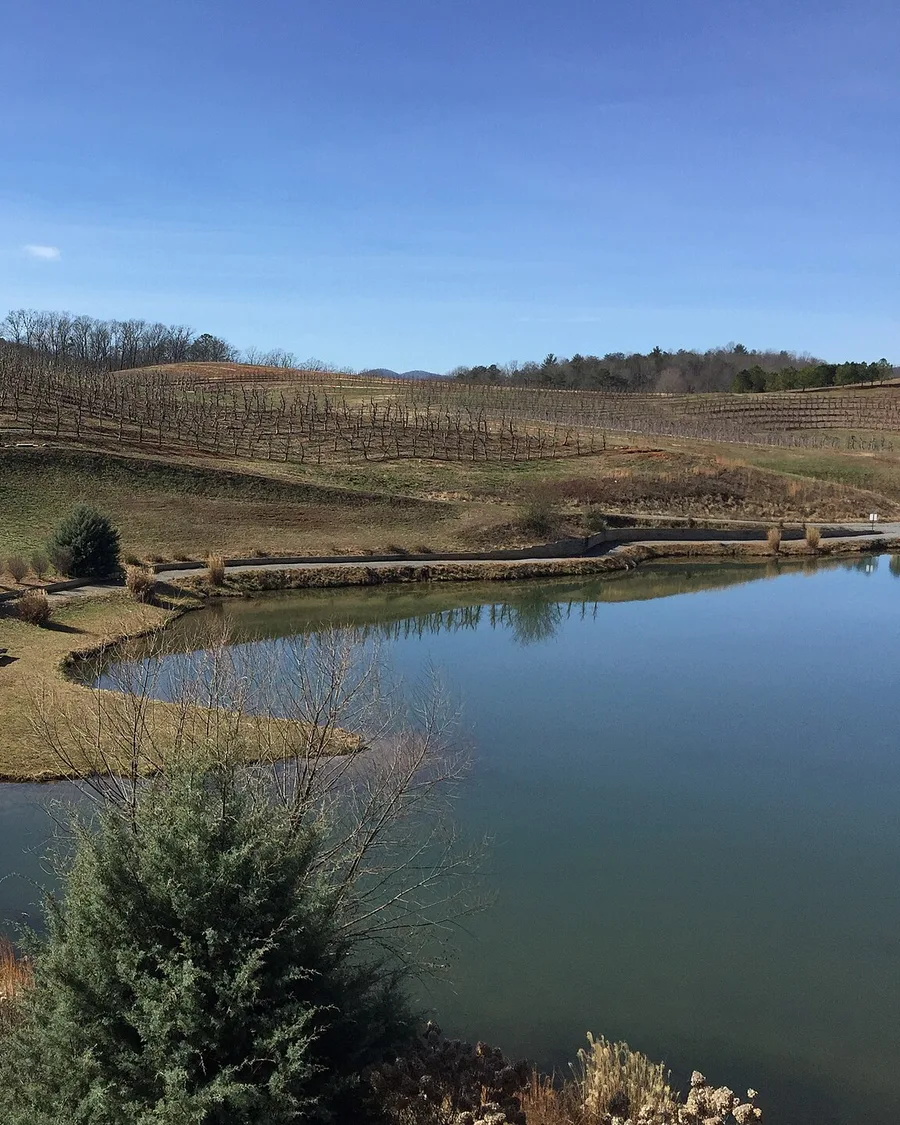 Rows of apple trees on the hillside at Mercier Orchards near Blue Ridge, Georgia, above a pond