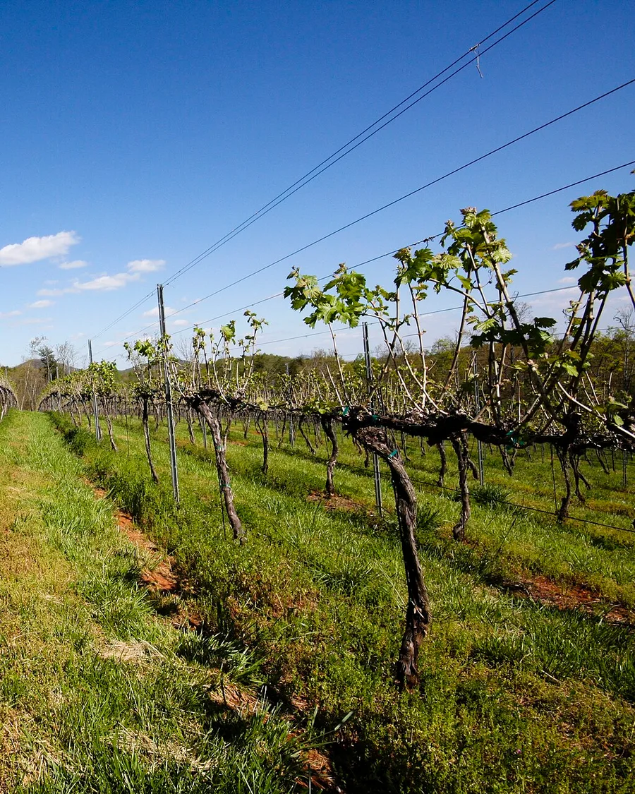 Rows of grapevines in leaf at a Georgia vineyard under a clear sky