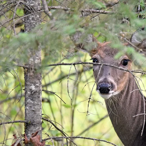 A white-tailed deer looking out from behind branches in the woods