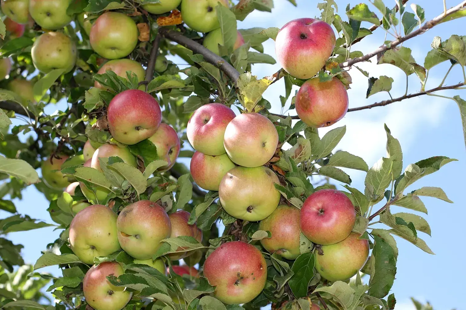 A branch heavy with ripe red and green apples against a blue sky