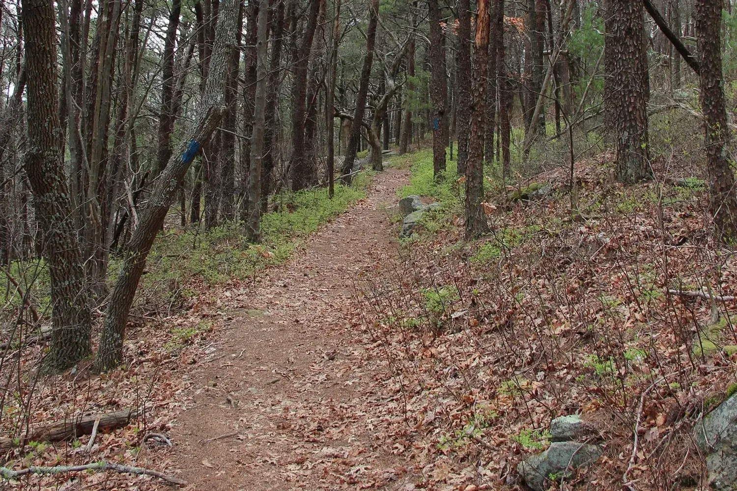 A blue-blazed dirt footpath climbing through bare winter hardwoods at Fort Mountain State Park