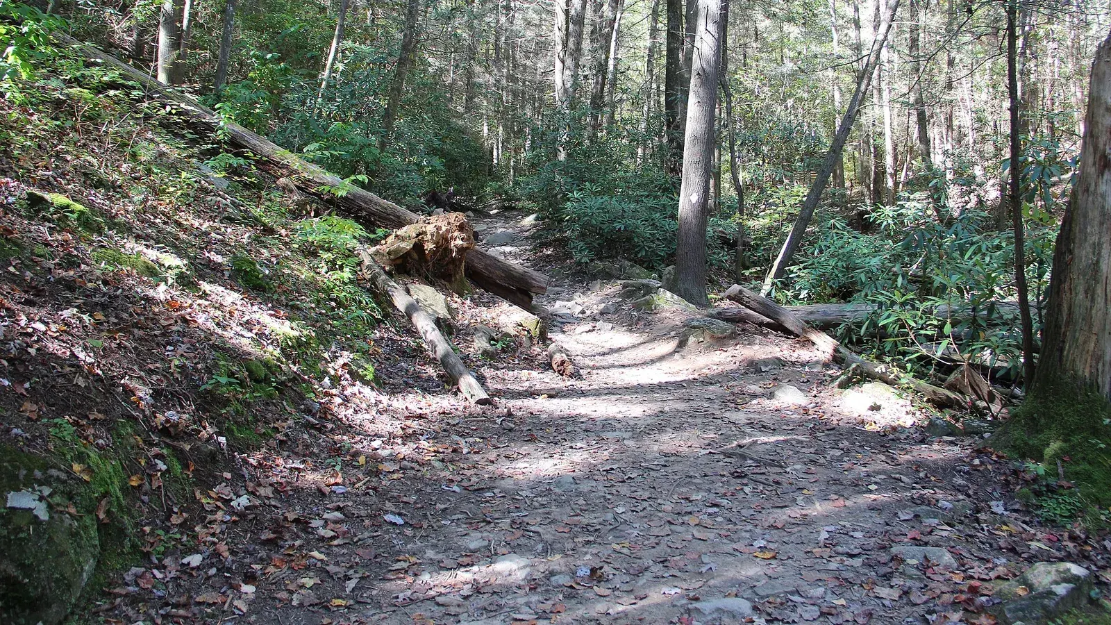 A footpath through open hardwood forest on the Benton MacKaye Trail in Gilmer County, Georgia