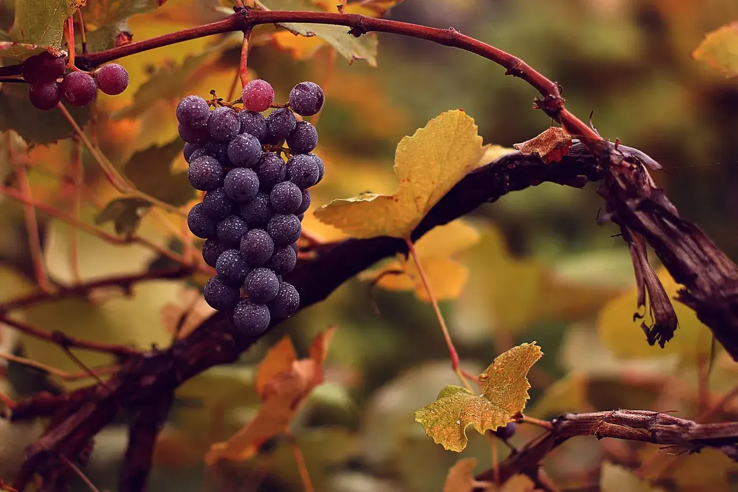 A cluster of dark wine grapes hanging from the vine among golden autumn leaves